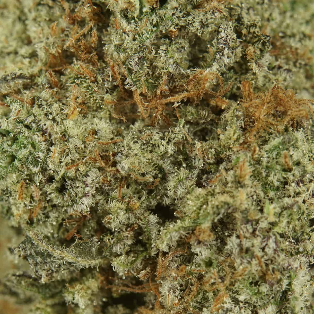 Indica Smalls