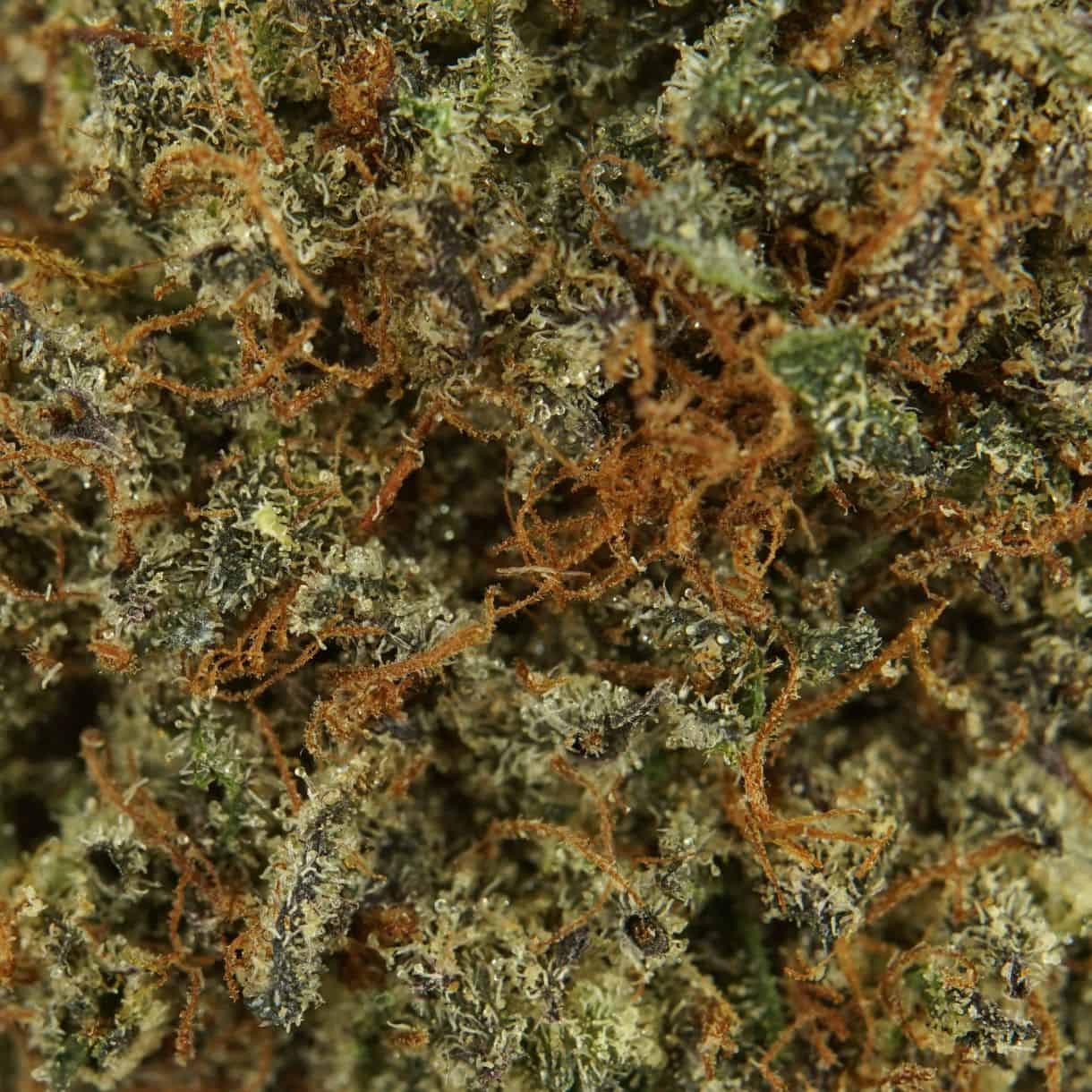 28gr Sativa