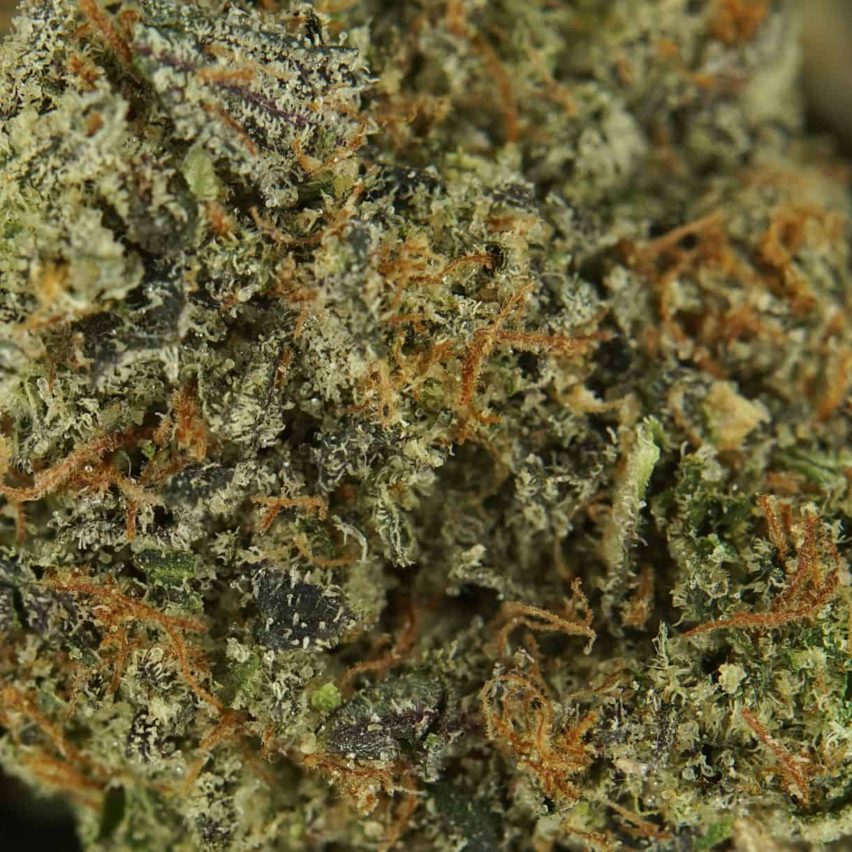 Energizing Sativa