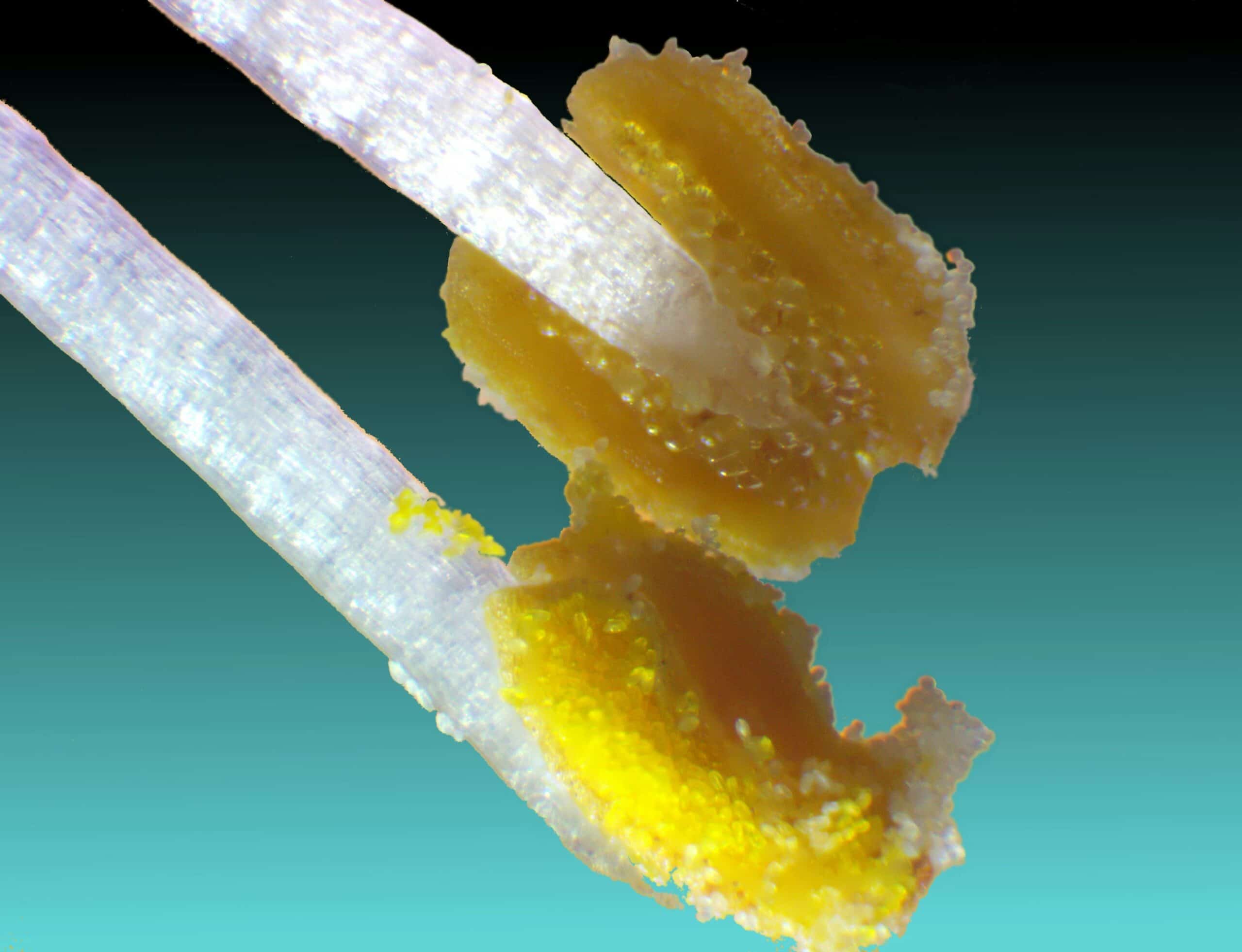 buy sugar wax in canada