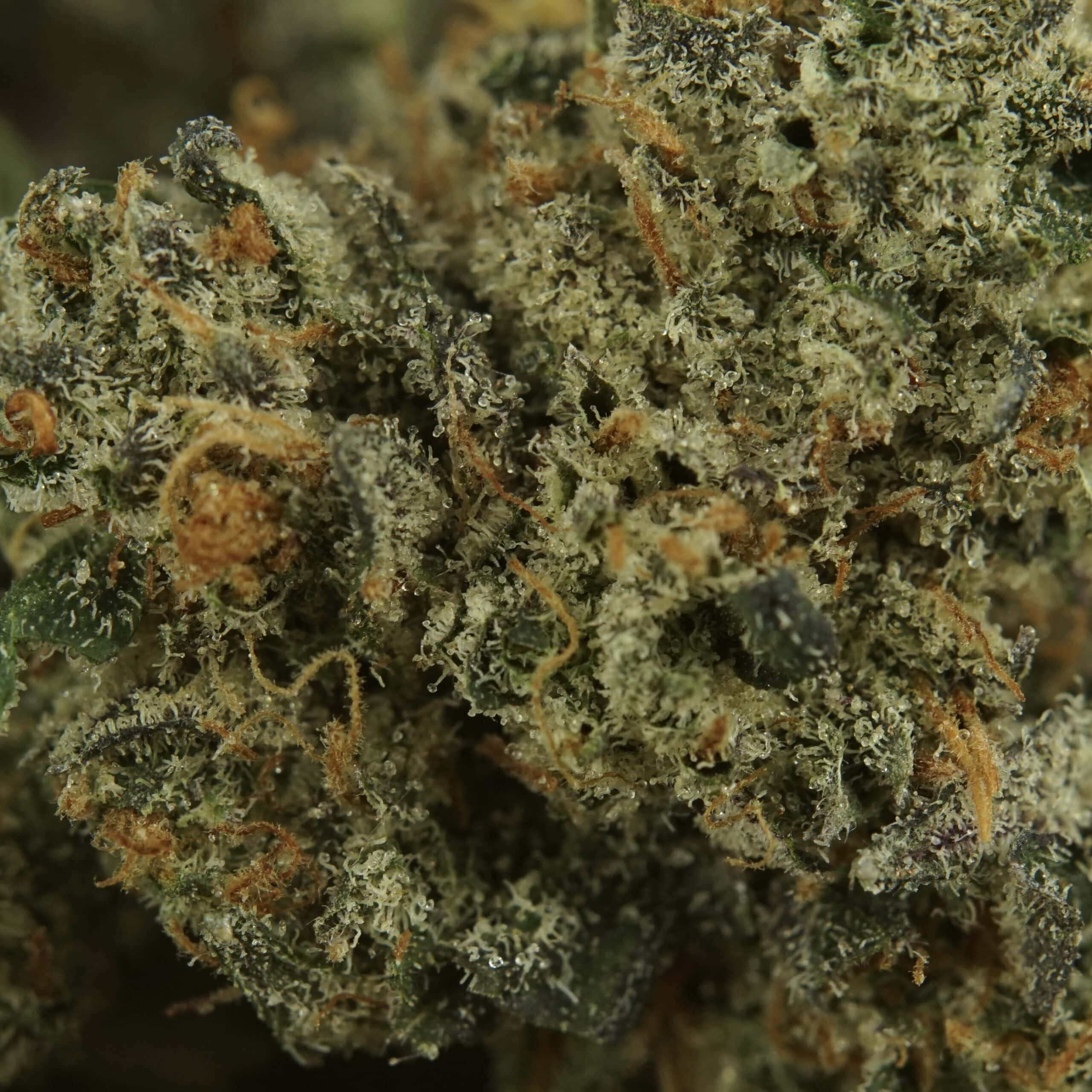 Hybrid Budder
