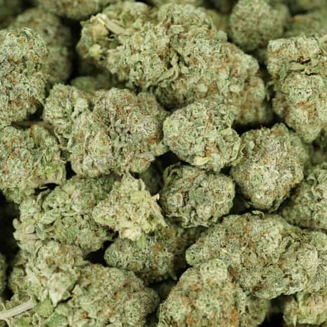 pp PURP 2
