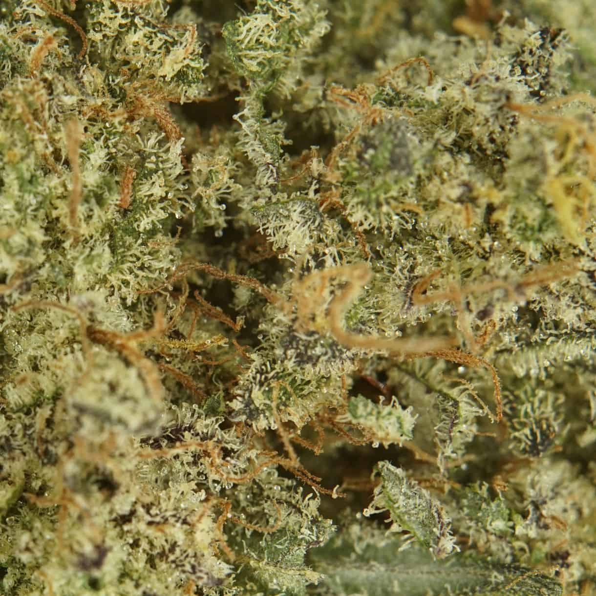 28gr Sativa Flower