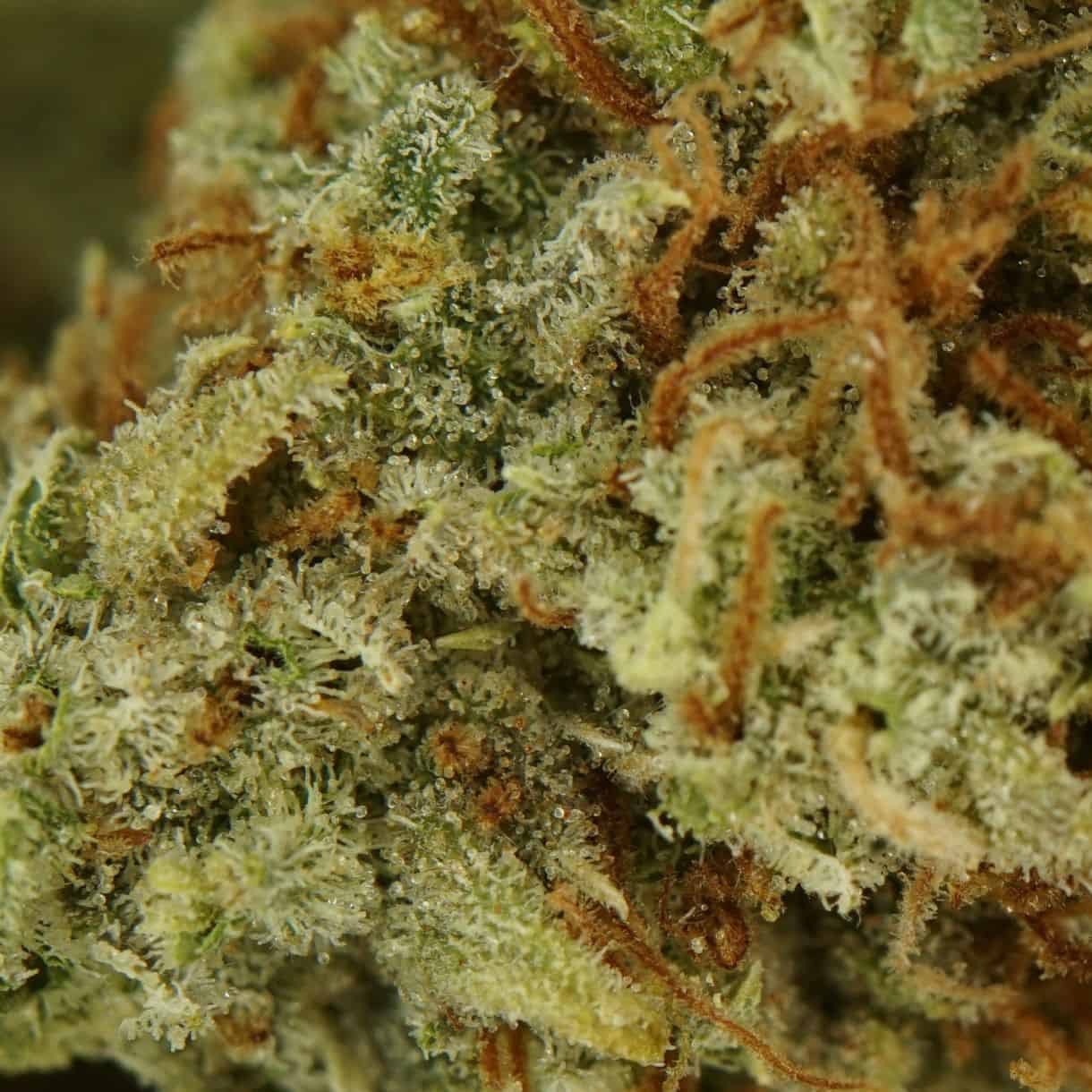 Hybrid Flower
