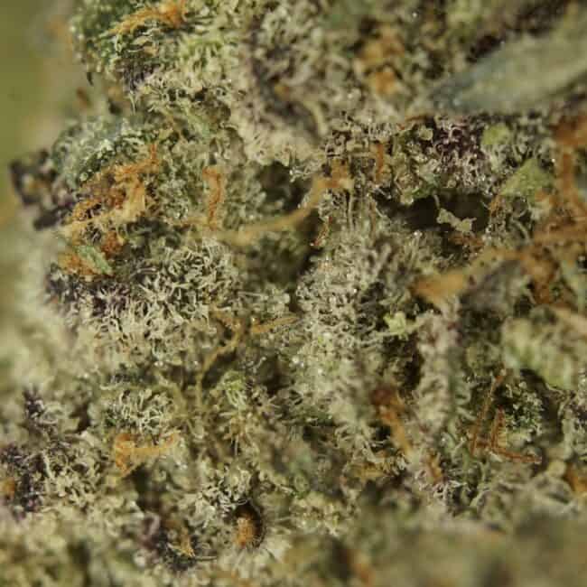 CANDY V