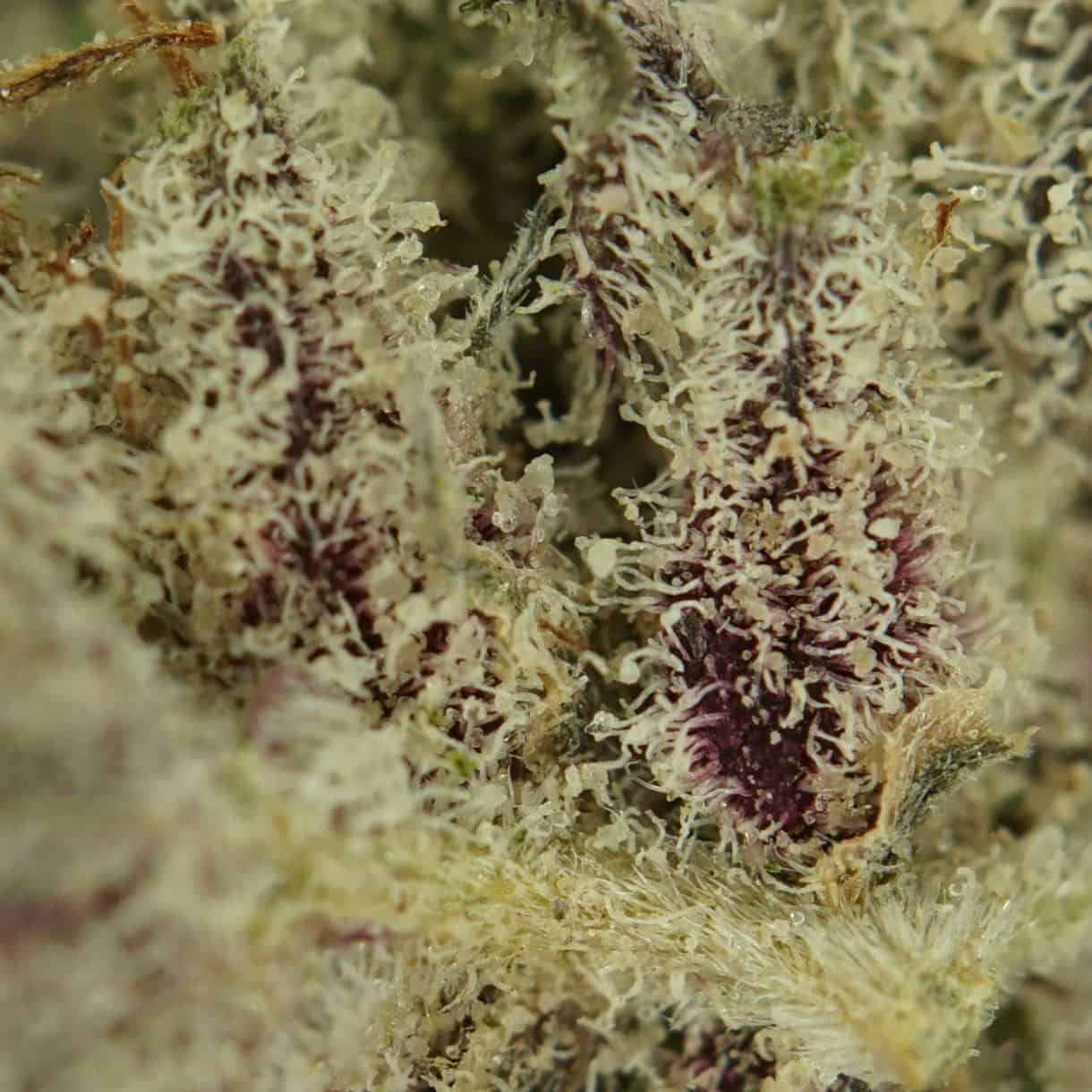 Indica Hash Bulk