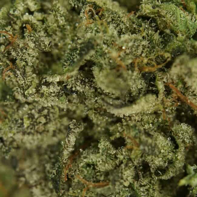 pp grape np