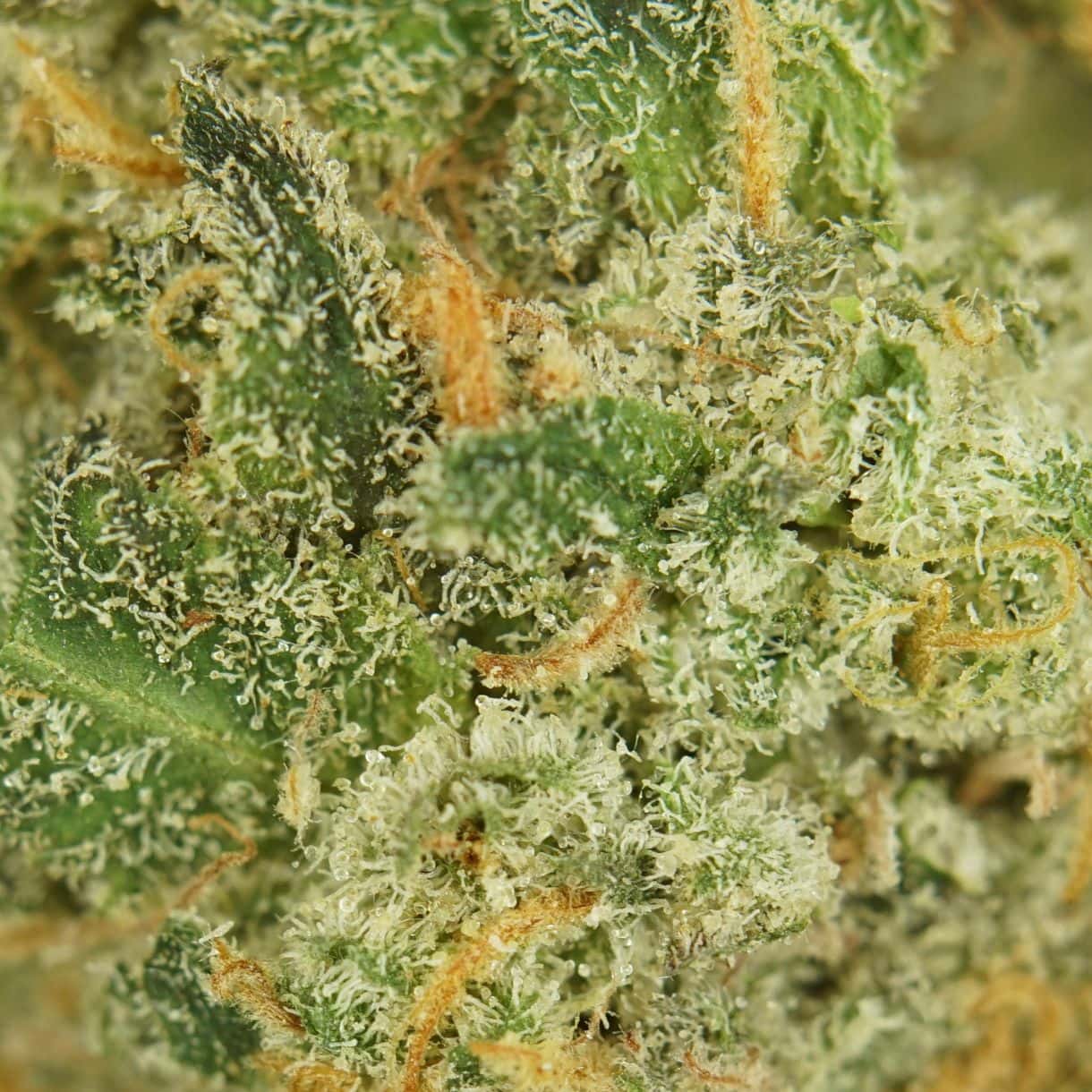 AAA Indica Smalls