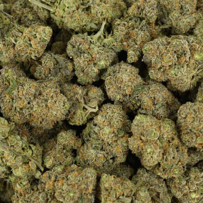 pp purp m