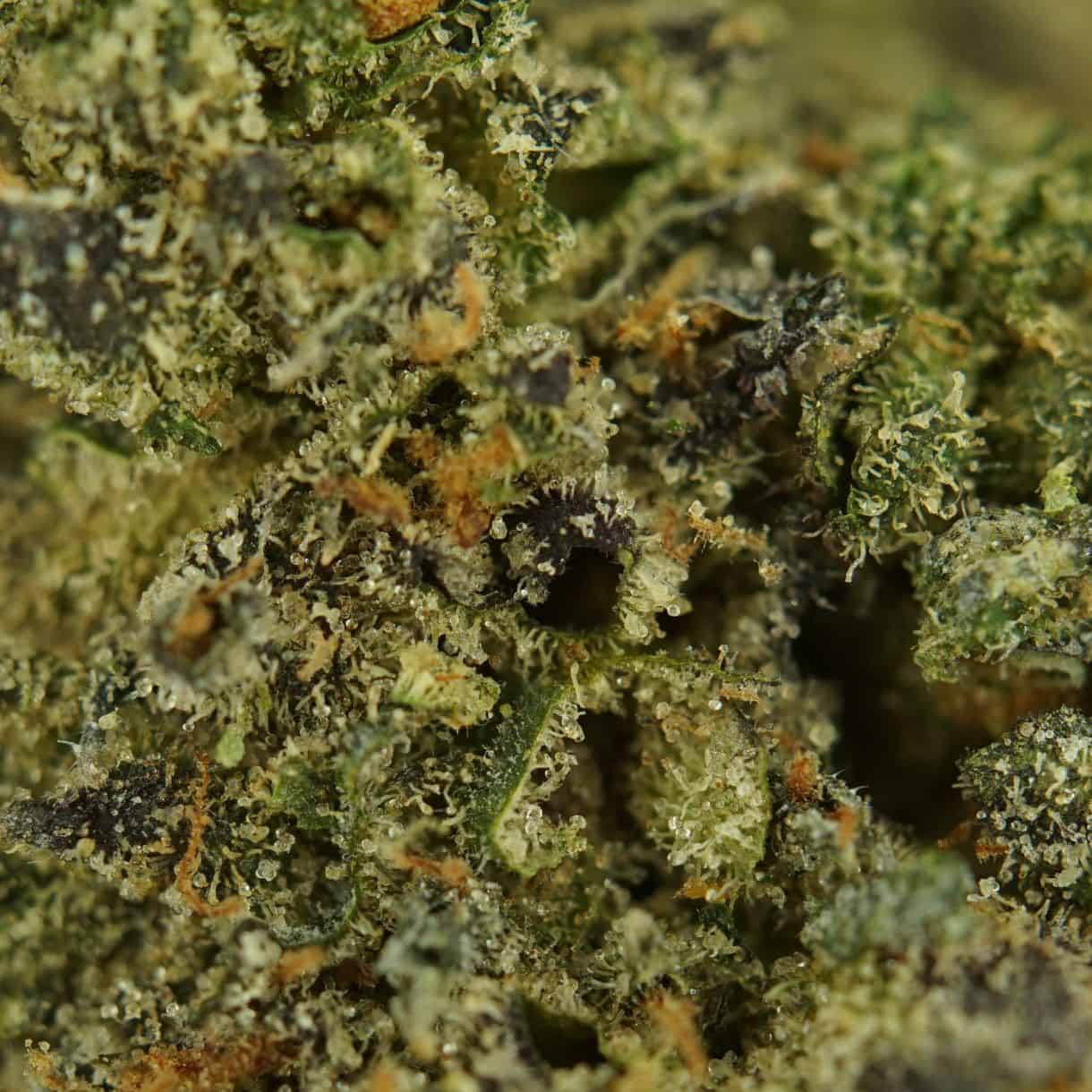 Indica Hash 7g