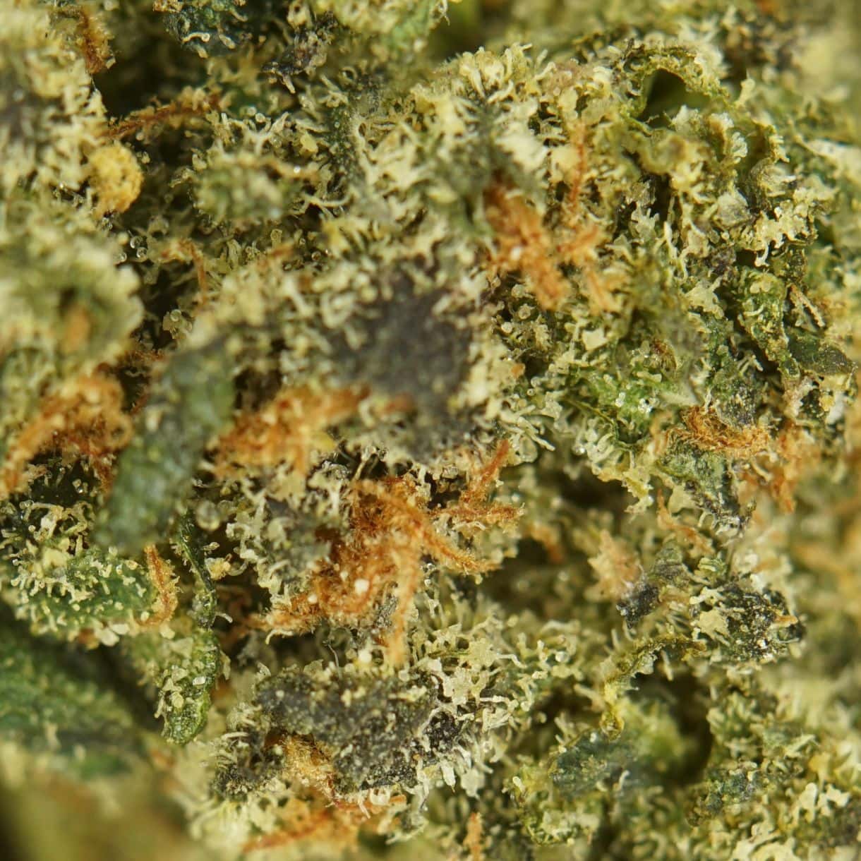 Relaxing Indica Deal