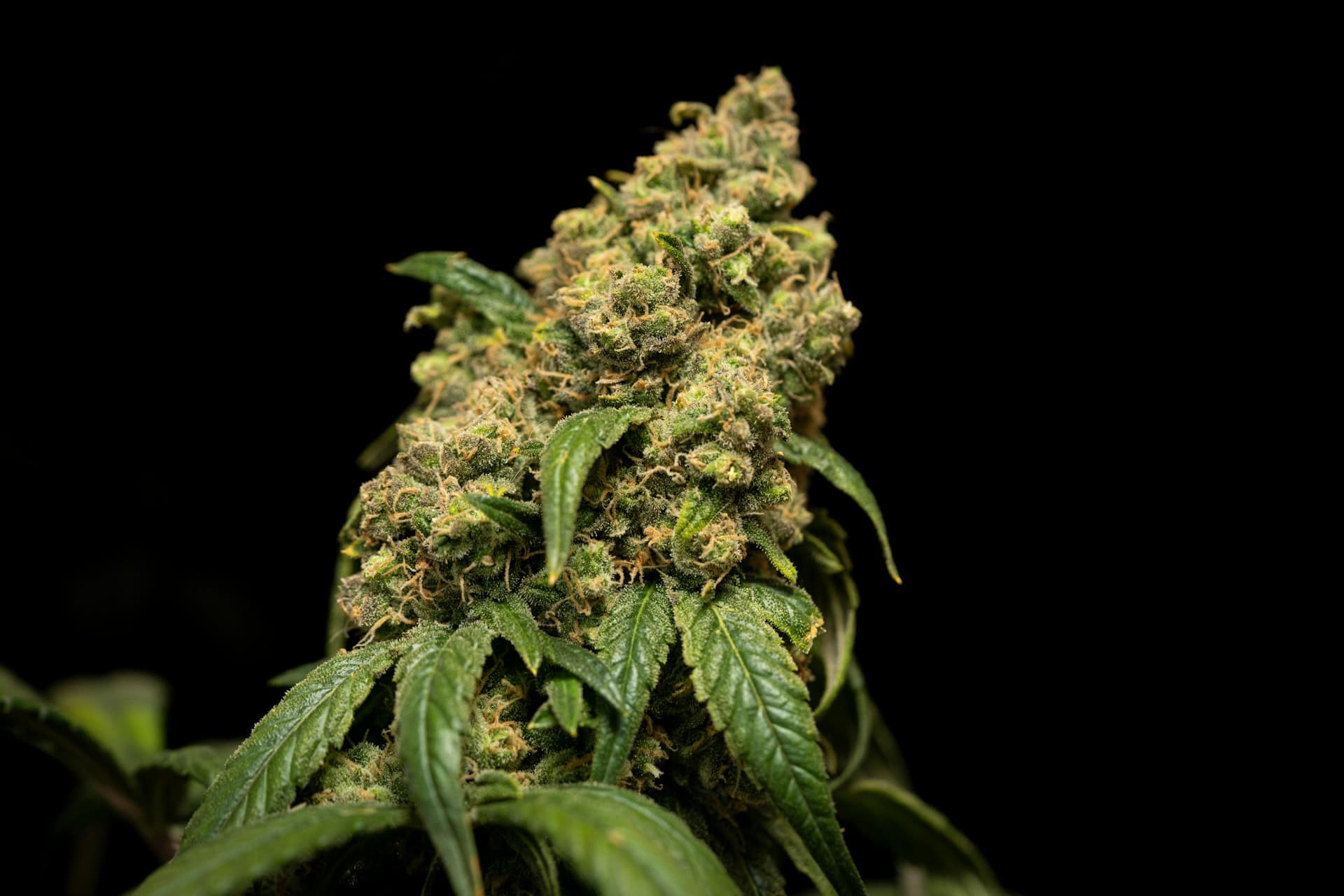 Buy Hybrid Flower Online