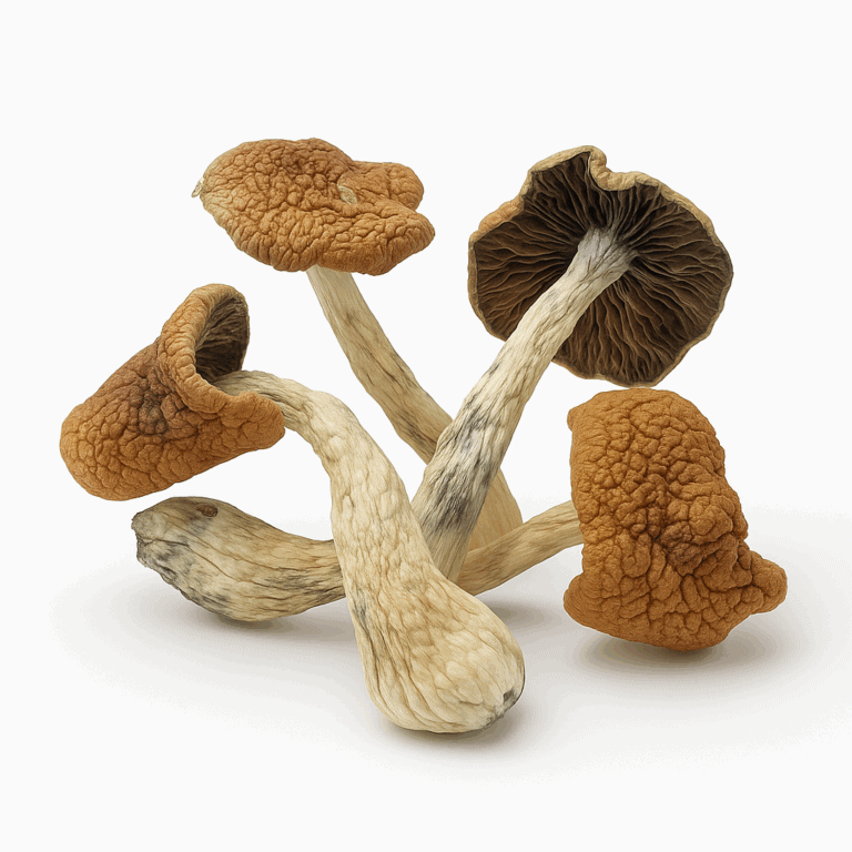 Golden Teacher magic mushrooms with thick stems and rounded caps on a white background