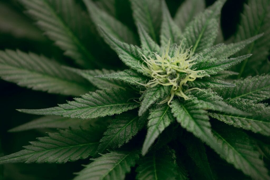 Sativa Weed Strains