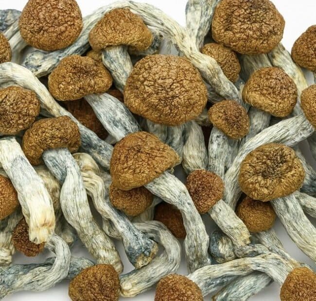 penis full