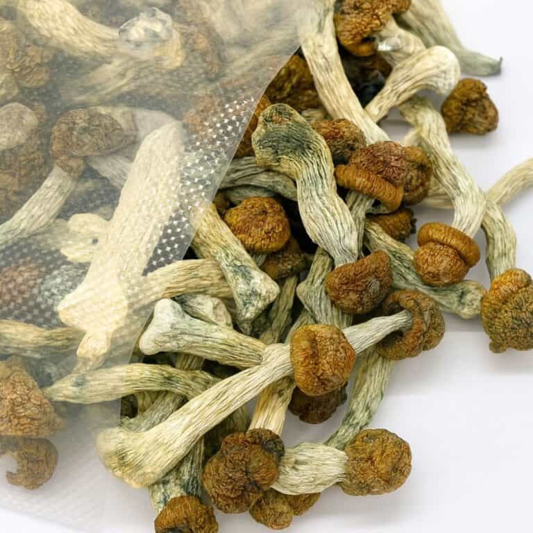 Blue Meanies magic mushrooms displayed on a white background, bulk mushroom product image