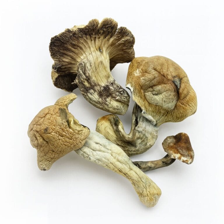 Makilla Gorilla Psilocybe cubensis magic mushrooms on white background