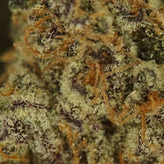 pp mimosa mm