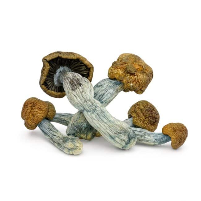 pp penis pile