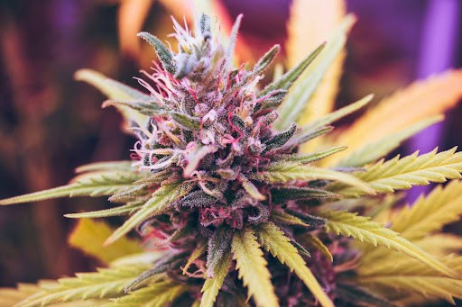 buy indica flower