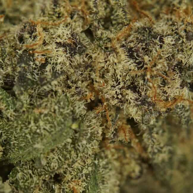 pp gdp mp