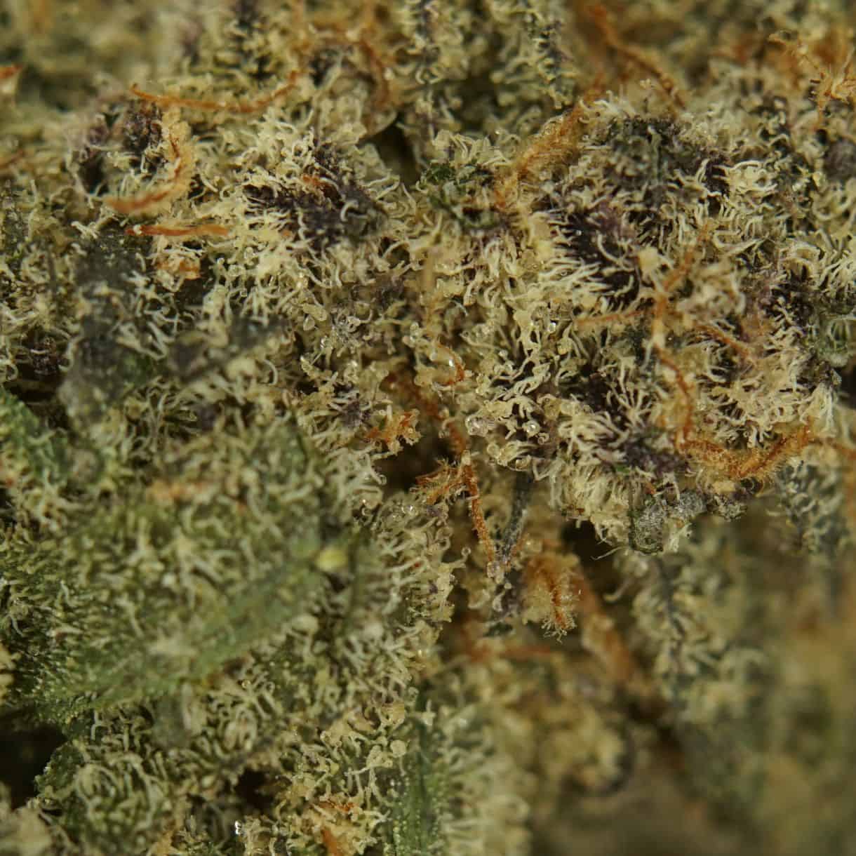 28gr - GRANDDADDY PURPLE - INDICA - (AAA) - Image 3