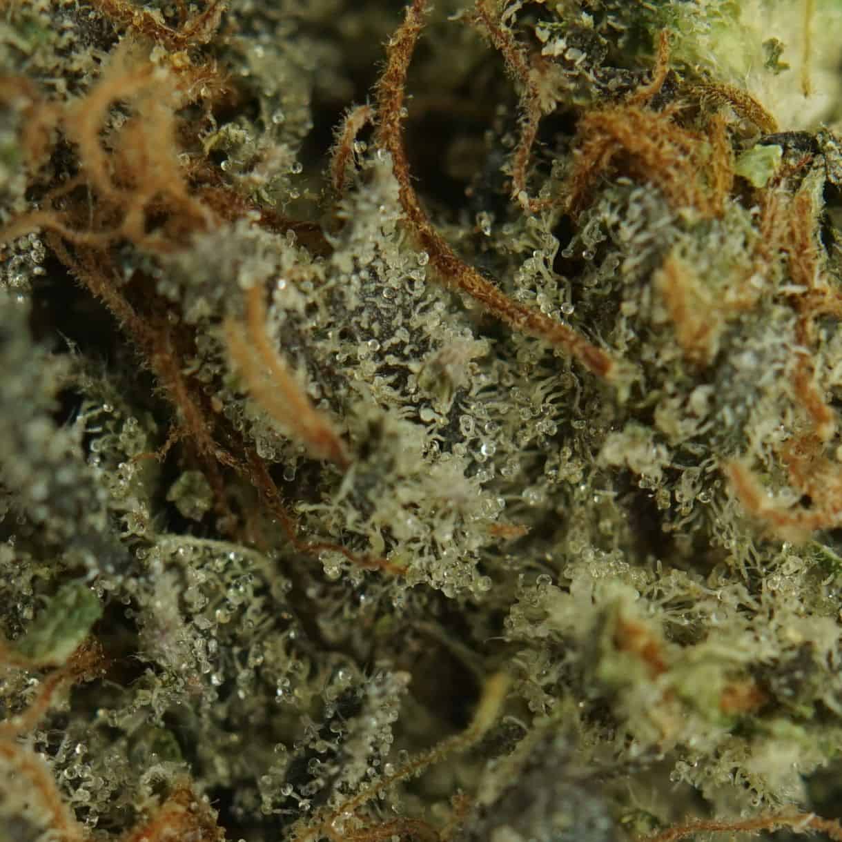 28gr - MASTER KUSH ULTRA - BALANCED HYBRID - (AAA) - Image 2