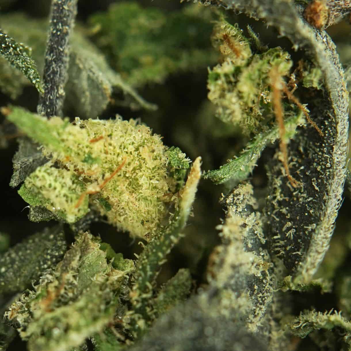 1p – MASTER KUSH ULTRA TRIM (BULK) – BALANCED HYBRID - Image 2