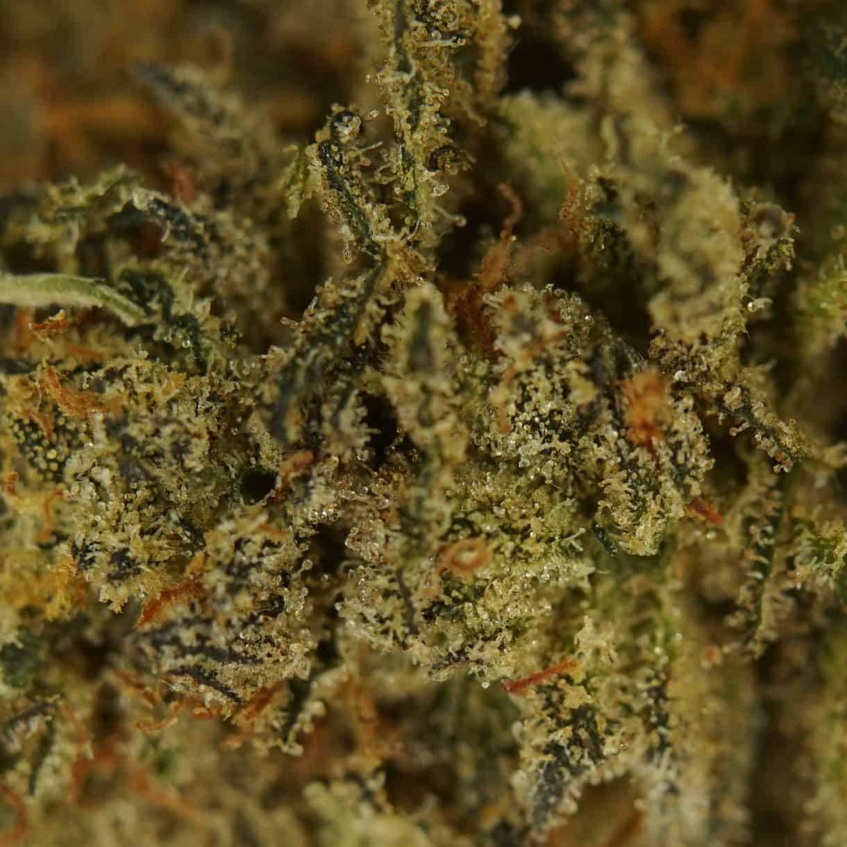 28gr - SPACE CANDY - BALANCED HYBRID - (AAA) - Image 2