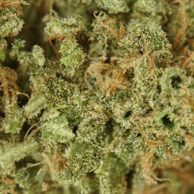 pp SKUNK X