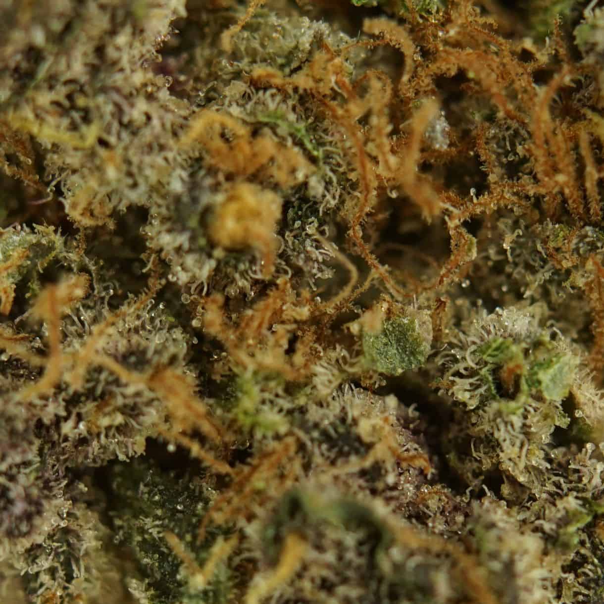 28gr - ZKITTLEZ - INDICA - (AAA) - Image 2
