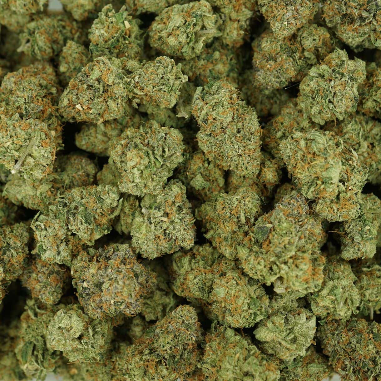 7gr - BANDZ - BALANCED HYBRID - (AAAA) - Image 3