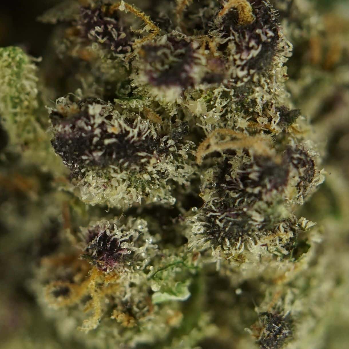 1/2p - JET FUEL GELATO (SMALLS) (BULK) - BALANCED HYBRID - (AAA) - Image 2