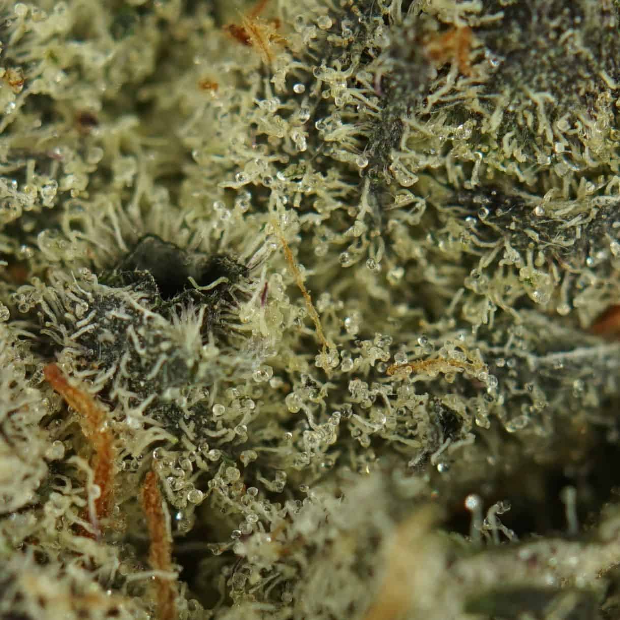 1/2p - PINK GREASE BULK - INDICA - (AAAA) - Image 2