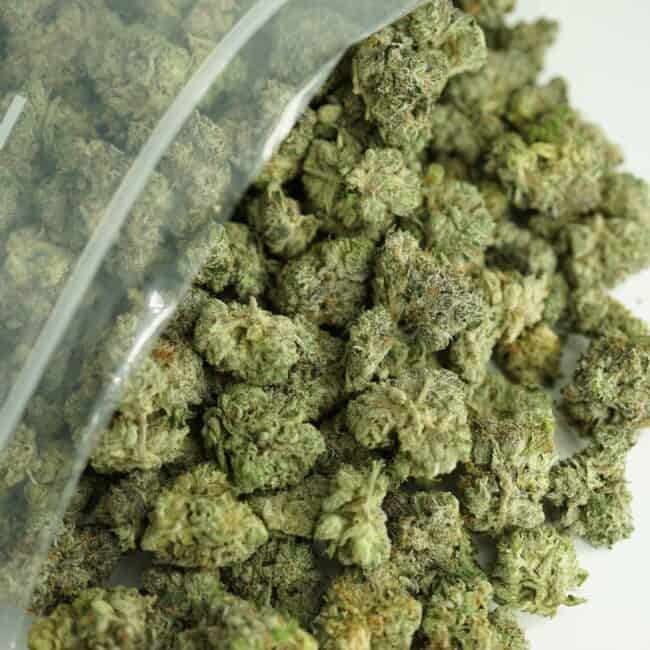 pp pkb bulk