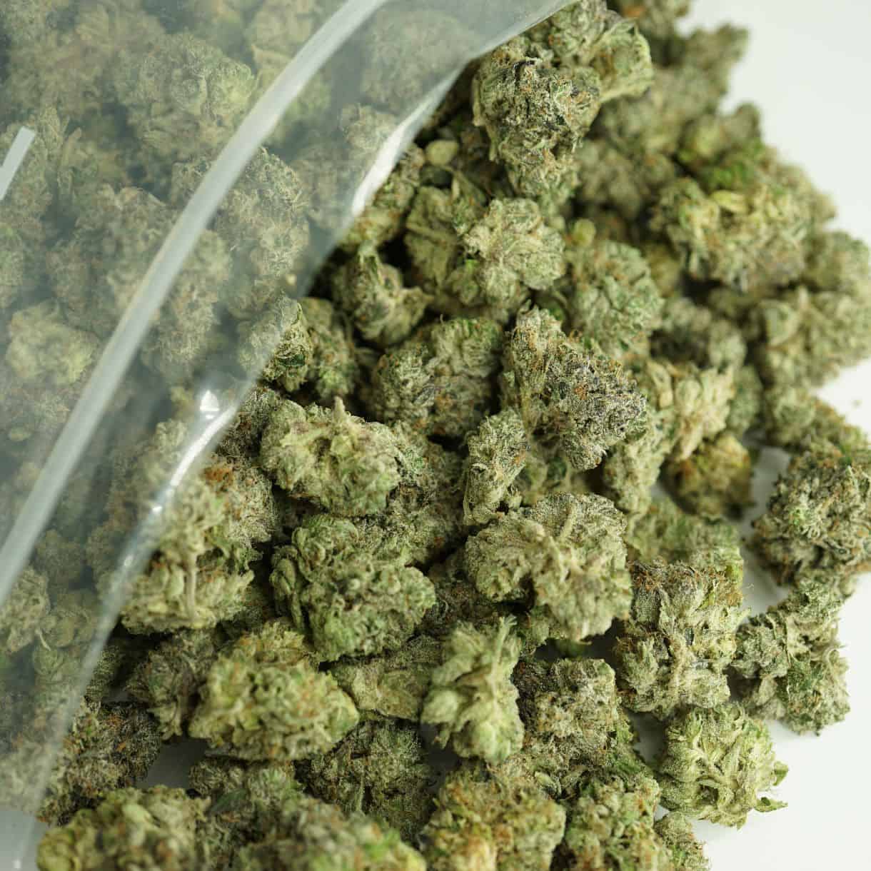 platinum kush breath close-up image of cannabis buds spilling out of a clear ZIP-ZAG plastic bag onto a white surface, showing dense green nugs with visible trichomes and orange hairs.
