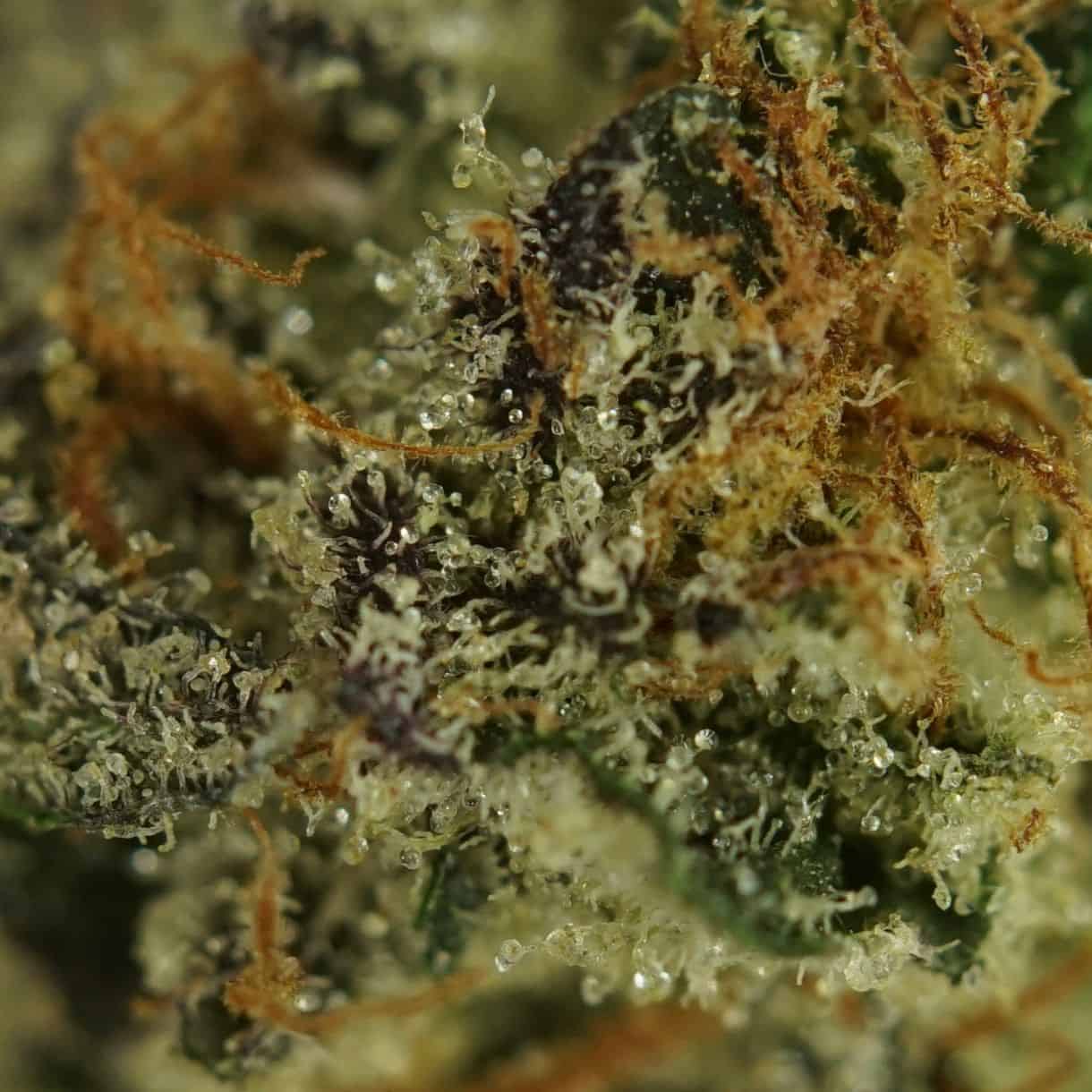 28gr - STAY PUFFED (SMALLS) - INDICA - (AAAA) - Image 2