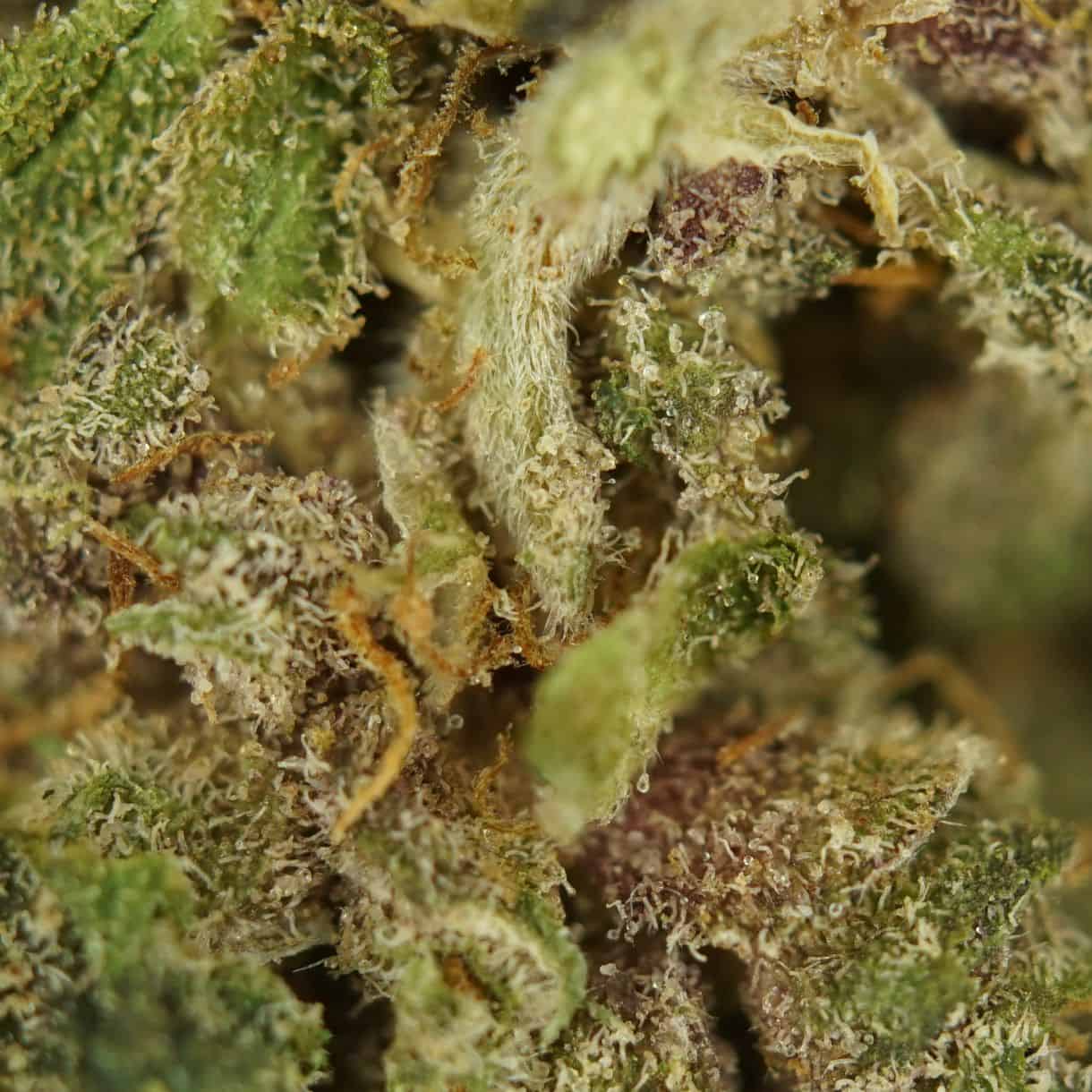 28gr - RAINBOW RUNTZ - BALANCED HYBRID - (AAA) - Image 2