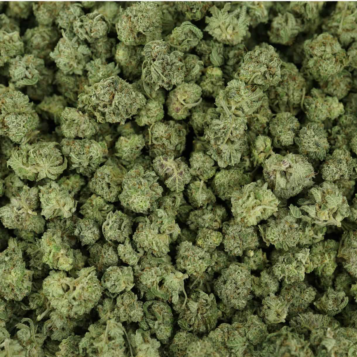28gr - BLACKBERRY PLATINUM (SMALLS) - INDICA - (AAA) - Image 3