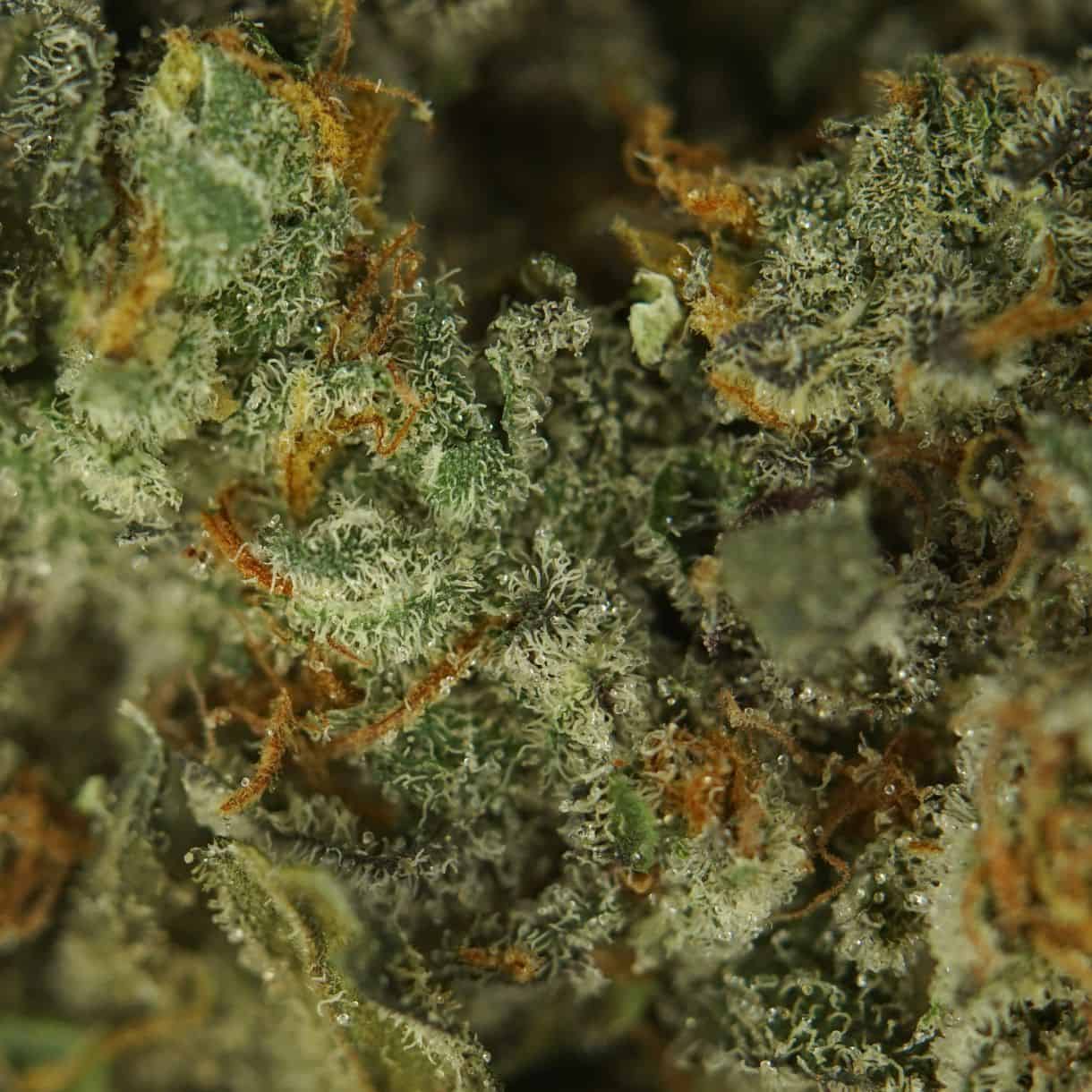28gr - FROSTED GELATO BALANCED HYBRID (AAA) - Image 2