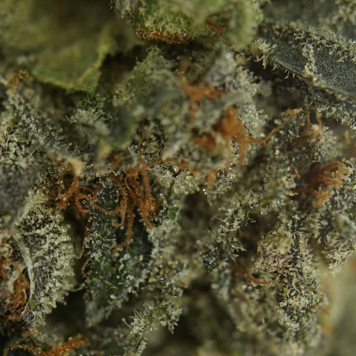 28gr - JET FUEL GELATO - BALANCED HYBRID - (AAA) - Image 2