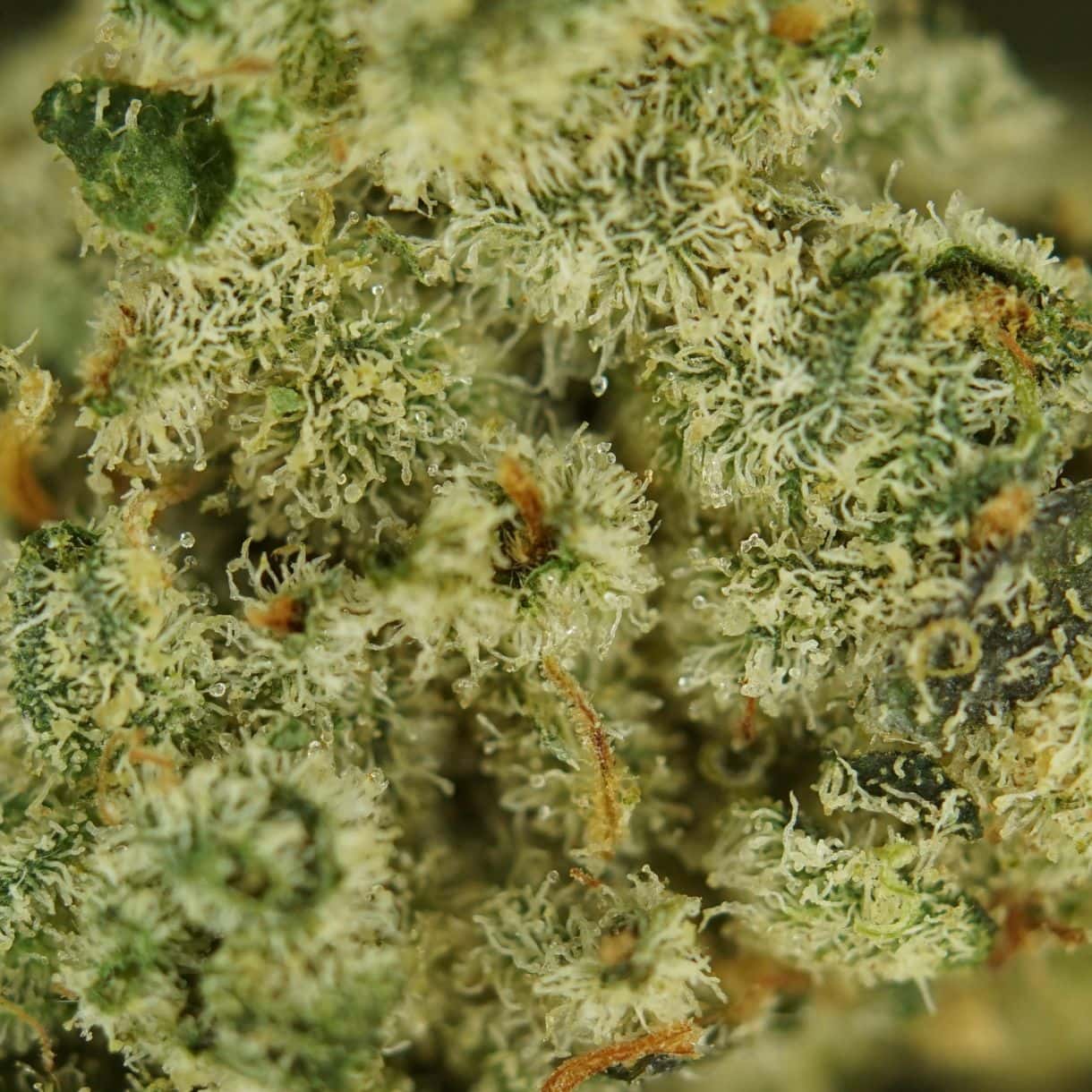 28gr - GMO CAKE SMALLS - BALANCED HYBRID - (AAA) - Image 2