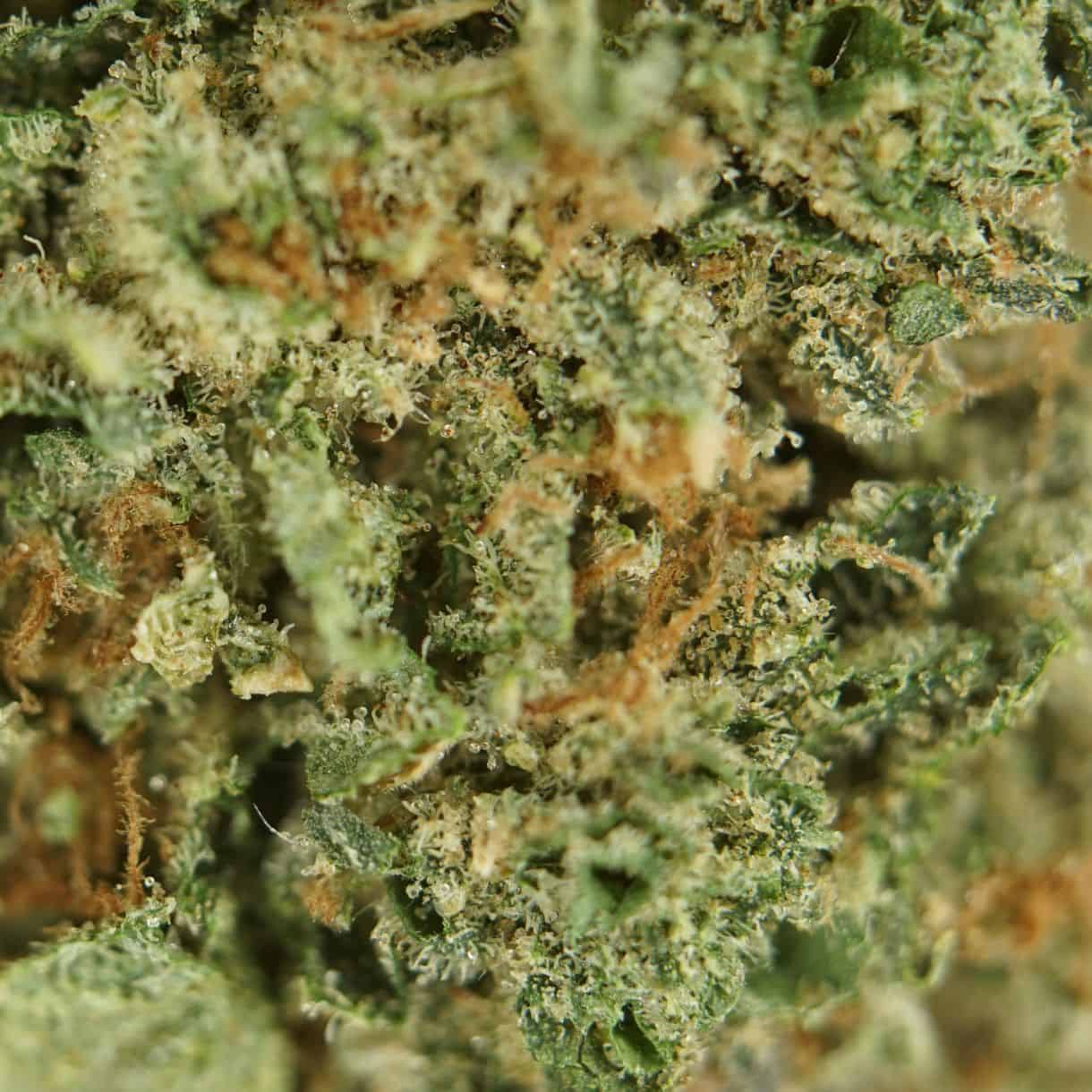 1/2p - AFGHAN KUSH (BULK) - INDICA - (AA) - Image 2