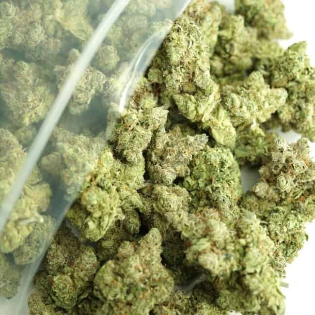pp VIOBULK (1)