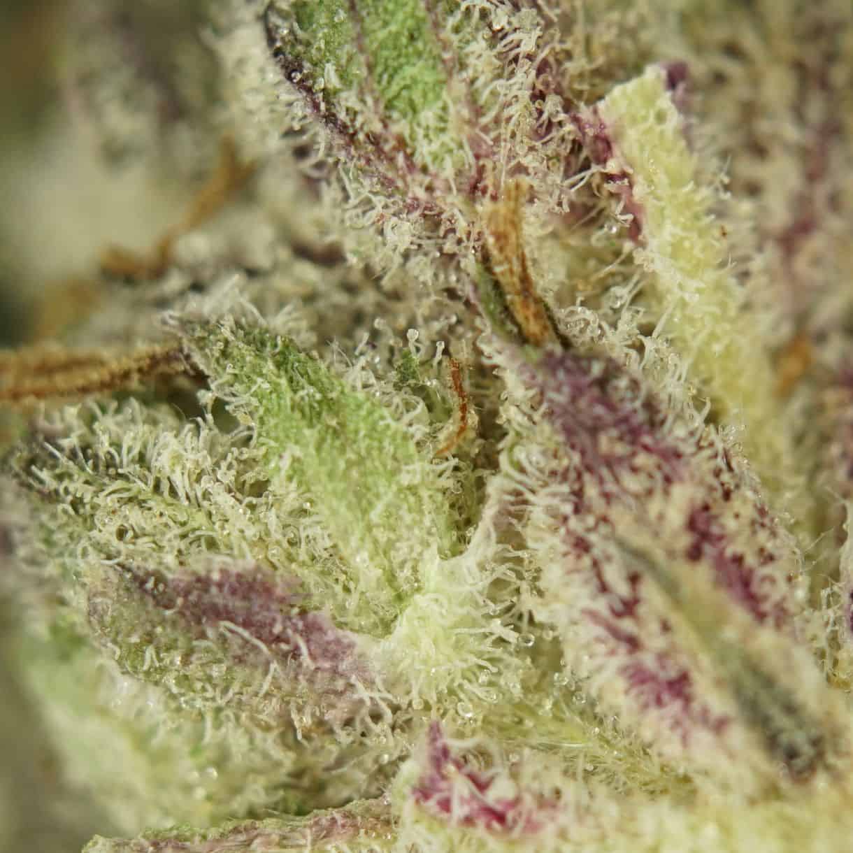 1/2p - BLACKBERRY KUSH (SMALLS) (BULK) - INDICA - (AAA) - Image 2