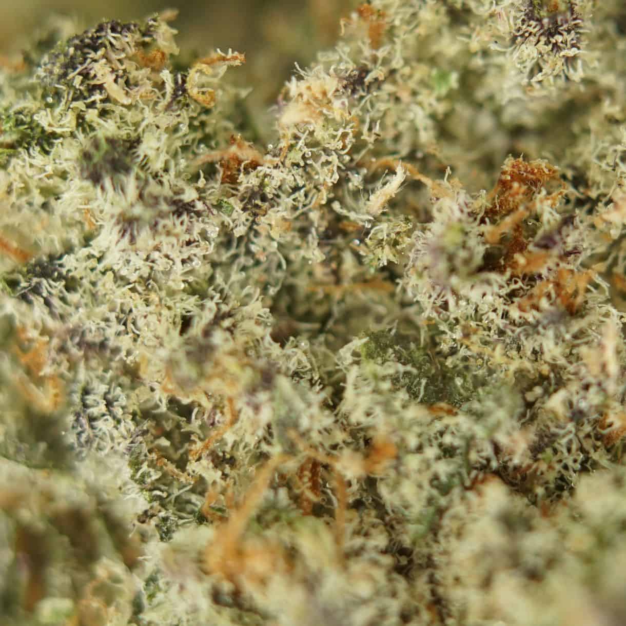28gr - DONKEY BUTTER - INDICA - (AAA) - Image 2