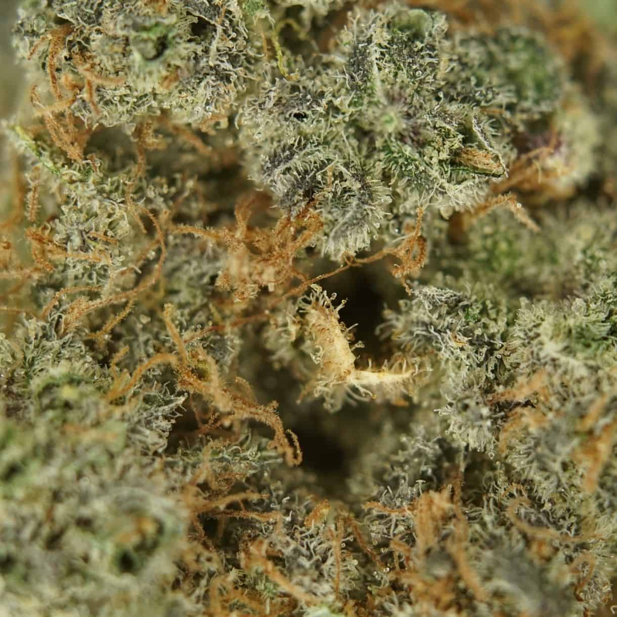 28gr - GARRY BERRY - SATIVA - (AAA) - Image 2