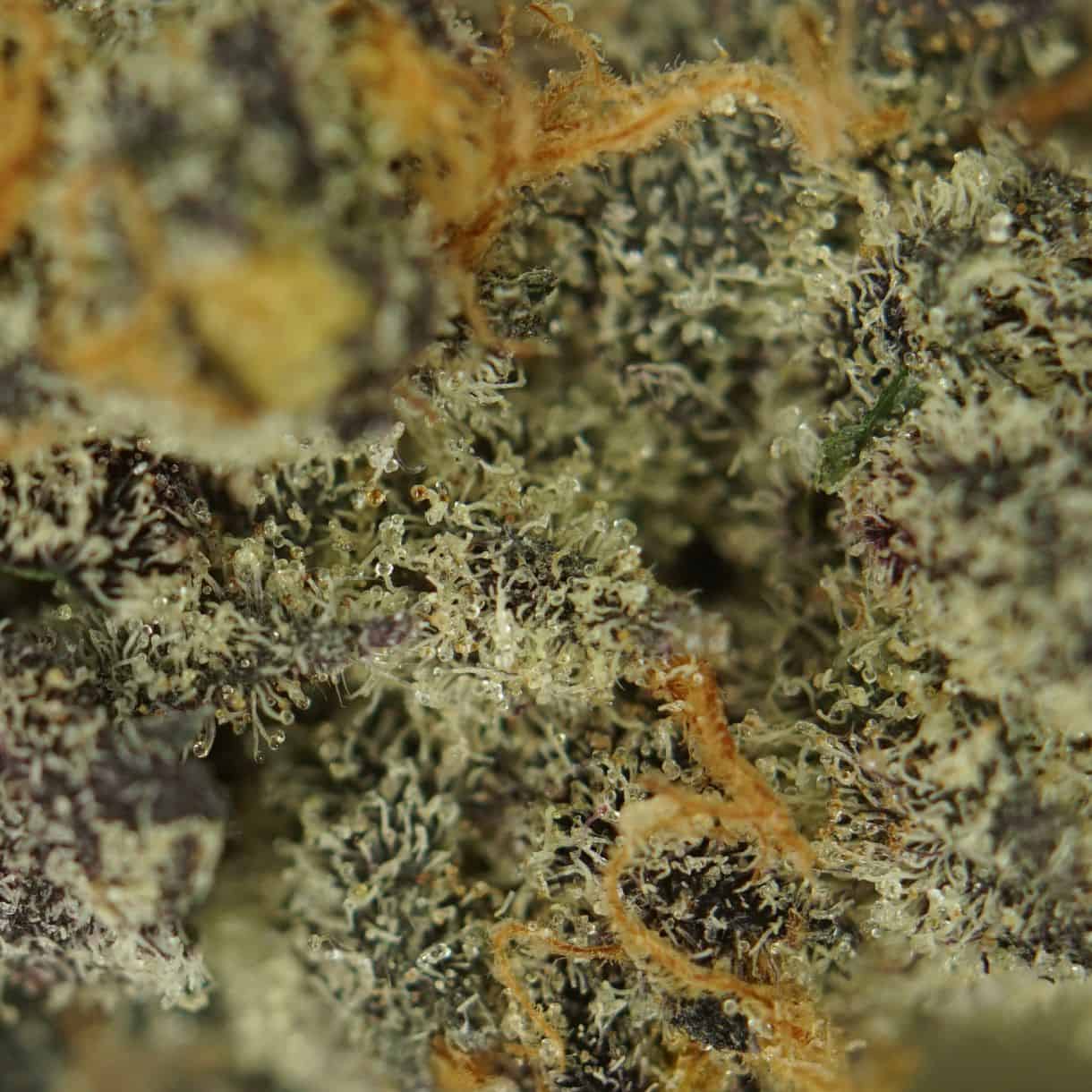 7gr - LAZER BOMB - BALANCED HYBRID - (AAAA) - Image 2