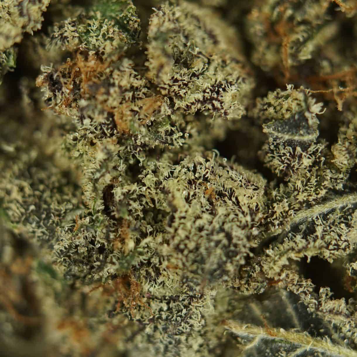 platinum kush breath close-up macro of cannabis bud showing dense trichomes, green tones, and orange pistils
