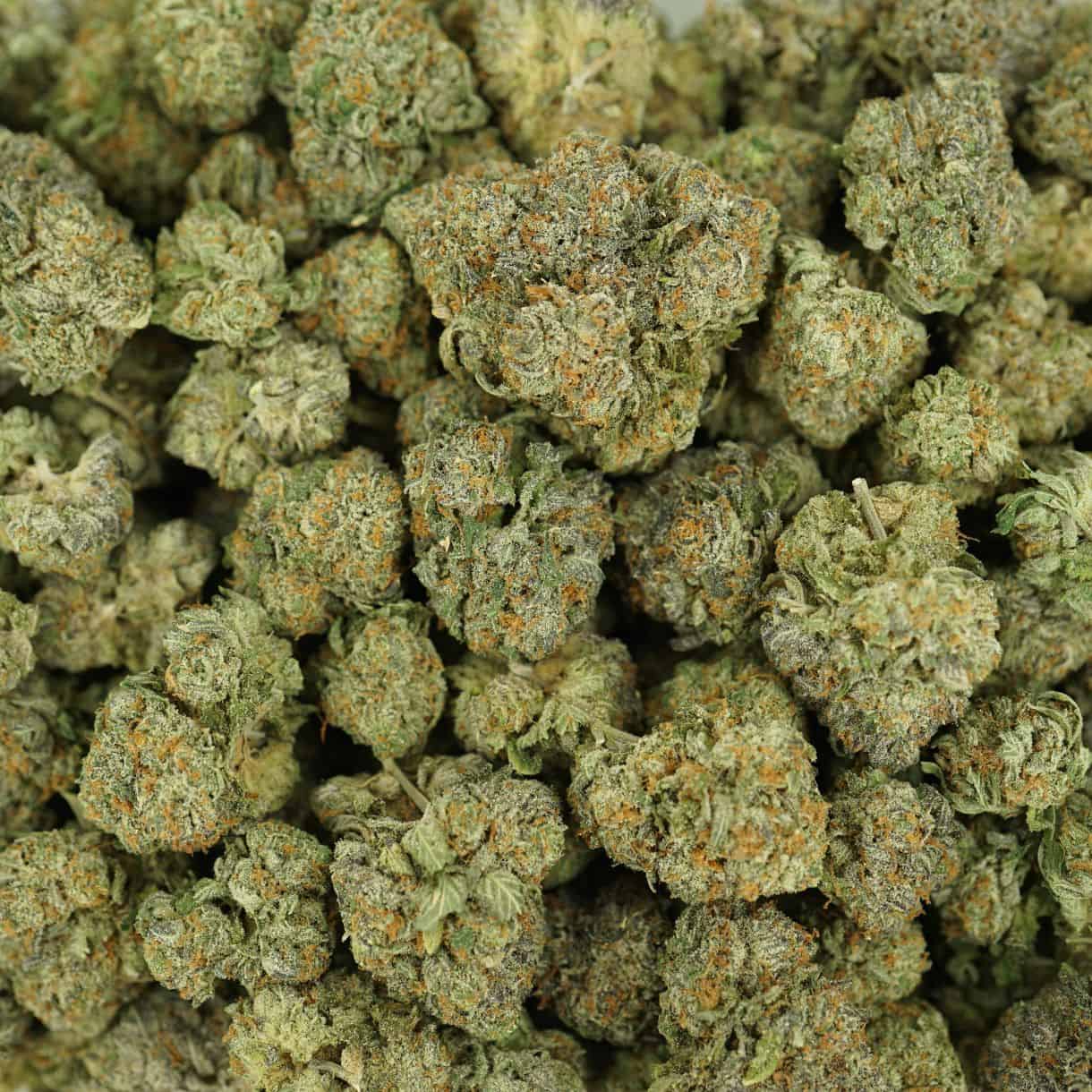 28gr - PURPLE MONKEY - INDICA - (AAA) - Image 3